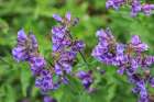 Bremerton, Washington State, Usa. Purple flower in garden. Art Print